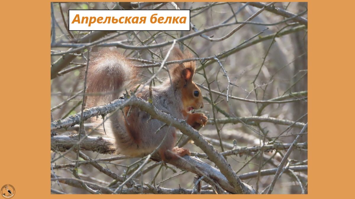 Белка в апреле. Орех недоела, спрятала. Скачки через дорогу