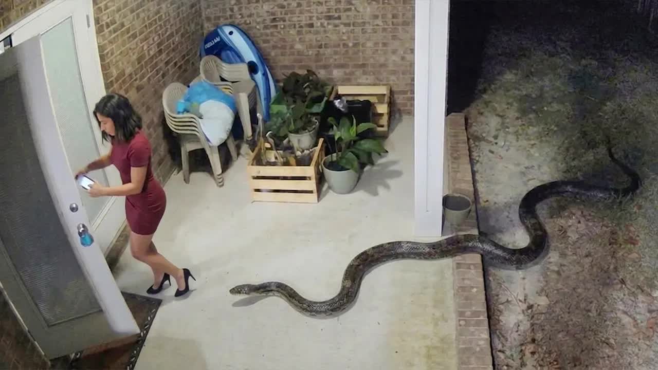 Природа Разбушевалась | Невероятные Встречи с Дикими Животными