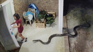 Природа Разбушевалась | Невероятные Встречи с Дикими Животными