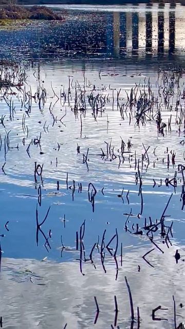 Нерест щуки ( малые реки России)