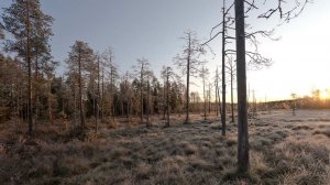 Житель Финляндии нашел в лесу военный беспилотник