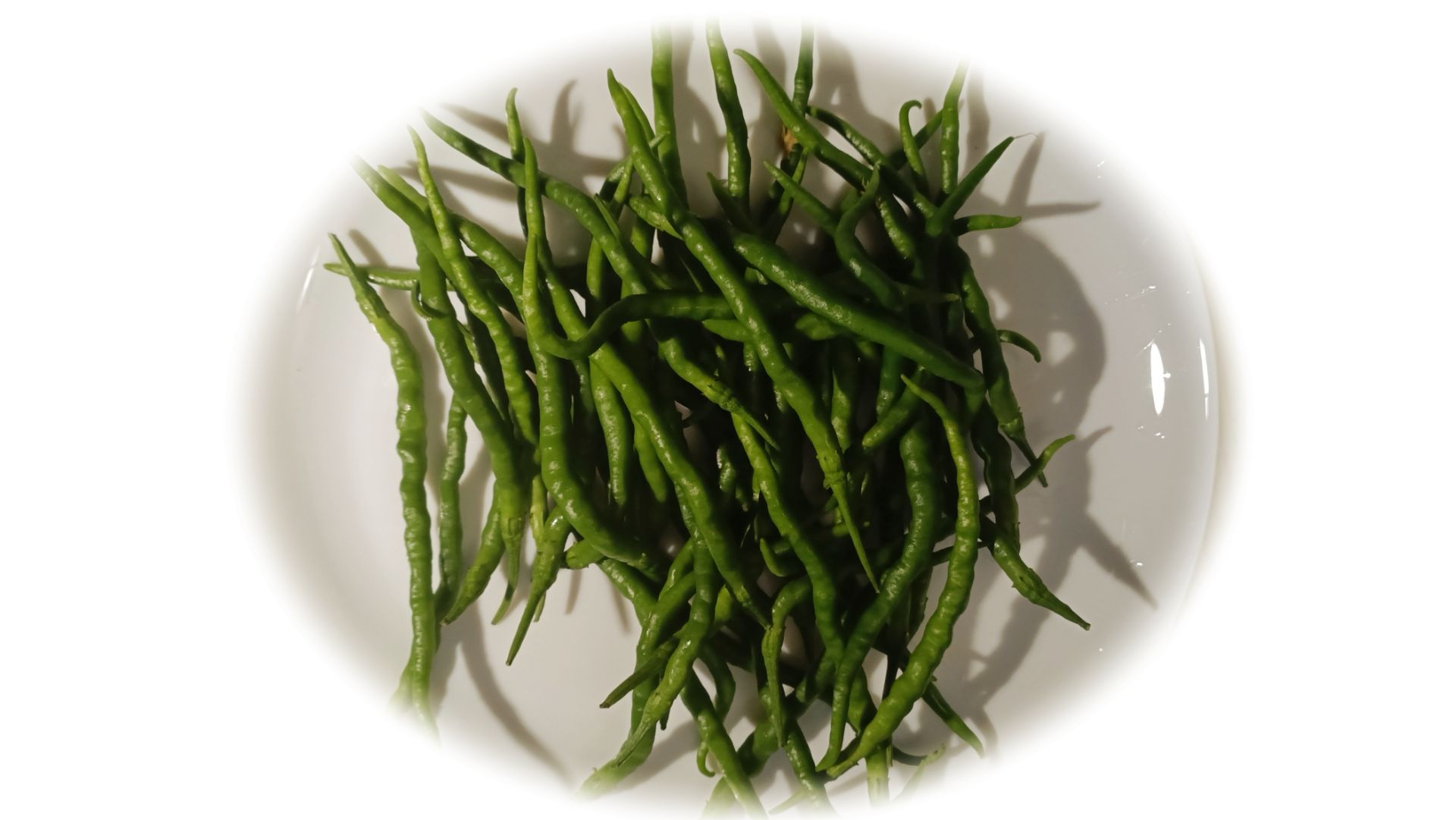 Острый перец Himo Togarashi выращивание в ведре 20л. На фитильном поливе и без.  2025г