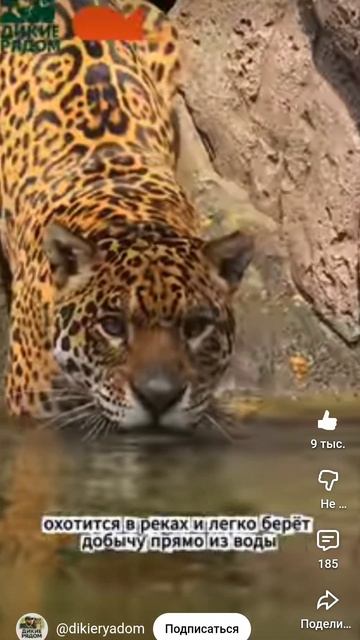 Ягуар. Интересные факты об этом удивительном животном🐆.mp4