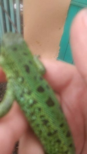 самец прыткой ящерицы