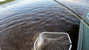 ЗАБРОС И ОНА.СЕМГА.В РЕКАХ КАРЕЛИИ.