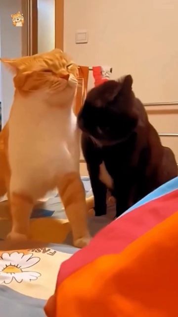 Любовь и нежность...Учитесь. люди!😻Веселые котики. Невероятные трюки! #кот #хулиган #трюк #short