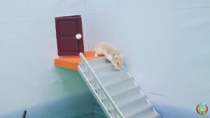 Хомяк выбирается из лабиринта! Он выбрал верный путь… 😱 4 часть