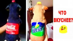 💥1000 крутых мемов 😁😁😁 Что вкуснее? 😻😻😻