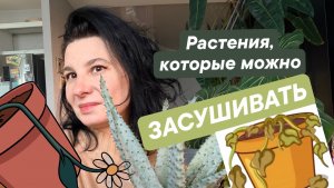 Растения, которые можно засушить. Если вы забываете поливать