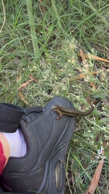 Я думала, это змей искуситель, а это - хлебо- укуситель! 🙈🤣 Ящерица учуяла хлеб у меня и просто