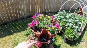 Как поживает огород.  Что растет.