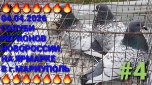 🔥🔥🔥 04.04.26 Голуби регионов Новороссии на ярмарке в г.Мариуполь. Птичий рынок.