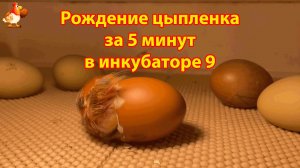 Рождение цыпленка за 5 минут в инкубаторе 9