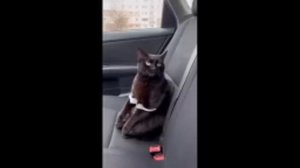 ИИ нейросеть AI Большая подборка приколов. Сгенерировать видео ИИ