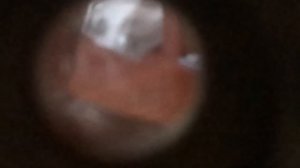 Динго это кто