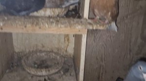 1000109446.mp4 Голуби И.т.