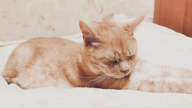 Рыжий кот спит. ч.9