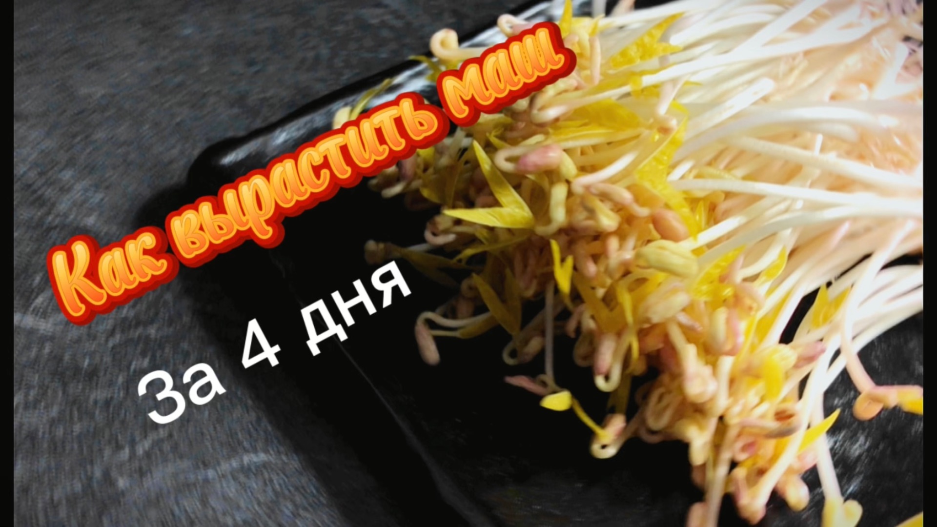 Как вырастить маш на 4 дня