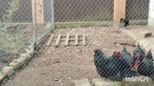 Не жданные и не званные гости. Подготовка домика цыплятам.  Подготовка к пасхи. Жизнь на юге.