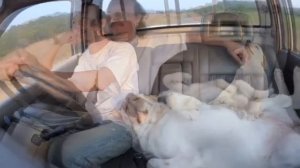 Отличные попутчики попались🥰))