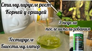 Корни орхидей. Стимулируем рост корней. Тестируем Биостимулятор Ростобион