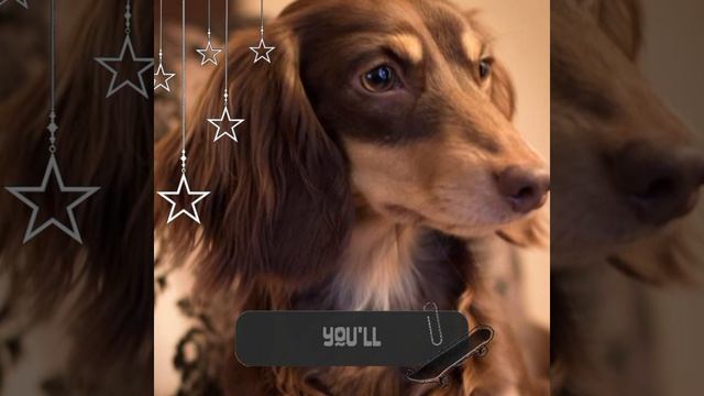 {Длинношерстная такса}—Мой Эдит:3