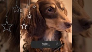 {Длинношерстная такса}—Мой Эдит:3