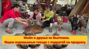 Muôn и друзья из Вьетнама. Ищем муравьиные гнезда с подругой на продажу.