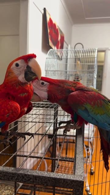 Красный ара (Ara Macao) и зеленокрылый ара (Ara Chloropterus),разница в их характерах