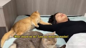 Как все кошки реагируют, когда они думают, что их хозяйка-красавица мертва.