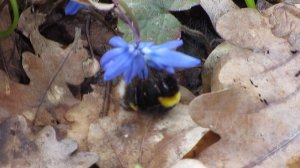 Господи, а я нетерпеливая. Автор Ирина Самарина Лабиринт.