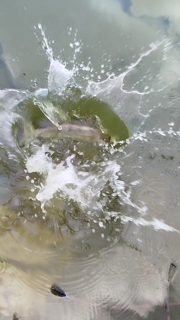 Мы вот так поступаем.