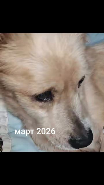 Вылечила демодекоз у Снежка за месяц без единого лекарства