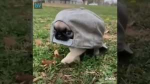 МИЛАЯ ЧЕРЕПАШКА