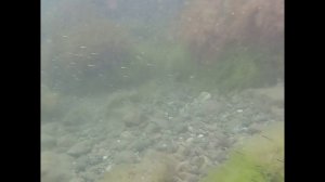 Чёрное море. Подводная съёмка в Судаке. Крым