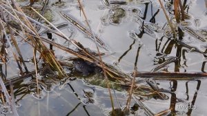 2025/4/11: Лягушка под смотровой площадкой Зелёного пляжа Лесного (2)