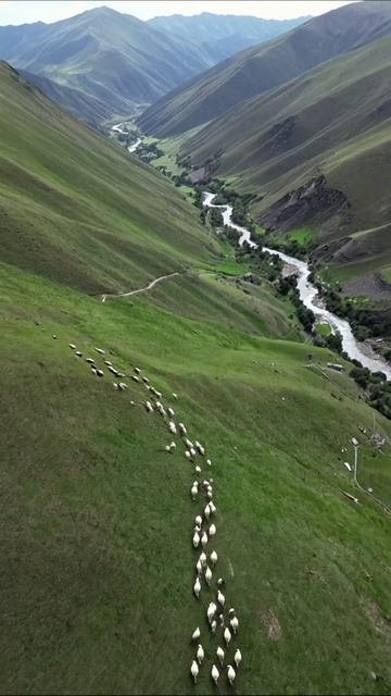 Вид на пастбище: стадо овец на лужайке #природа #животные #пейзаж