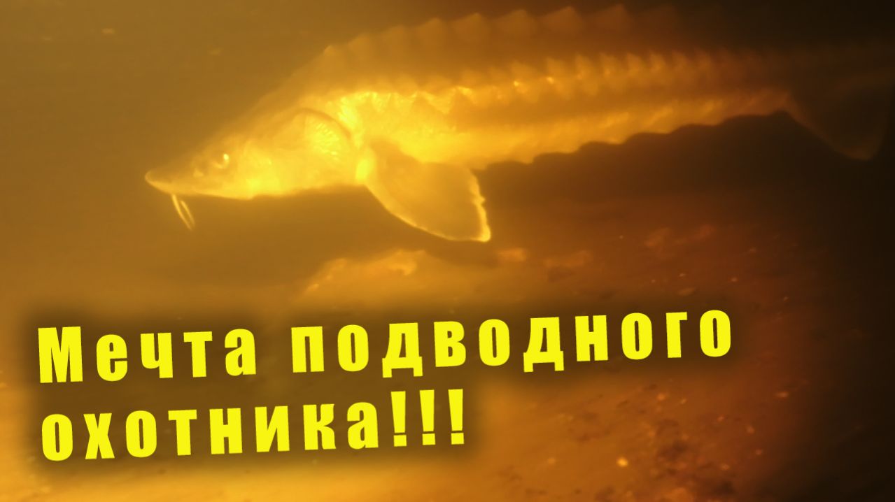 ТРОФЕЙНАЯ РЫБА НА КАЖДОМ НЫРКЕ!!! СТРЕЛЯТЬ НЕЛЬЗЯ!!!