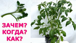 Обрезка макушки томатов рабочий метод