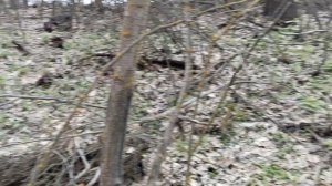 Сморчковая шапочка. Открыли грибной сезон '26г.