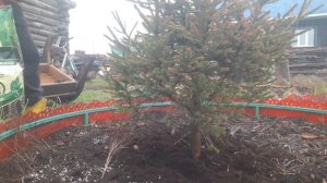 Съездили в город. Покормила хвойные.