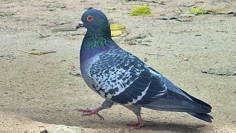 С пасхой, голуби мои!