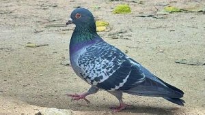 С пасхой, голуби мои!