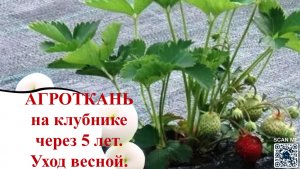 Особенности ухода за клубникой на агроткани