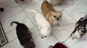 Все перекусили колбаской, как малышей не побаловать.