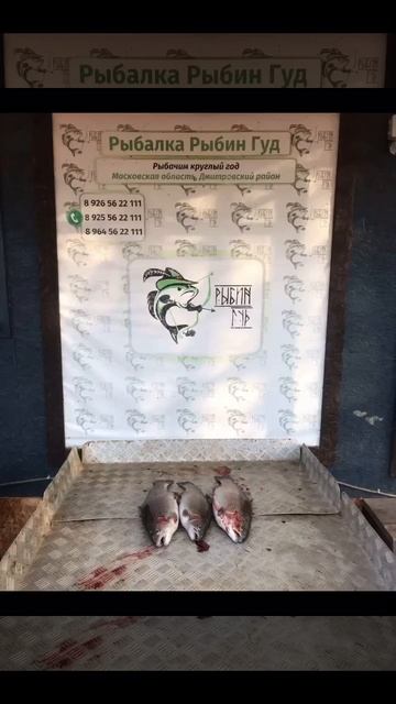 уловы рыбаков в Рыбин Гуде