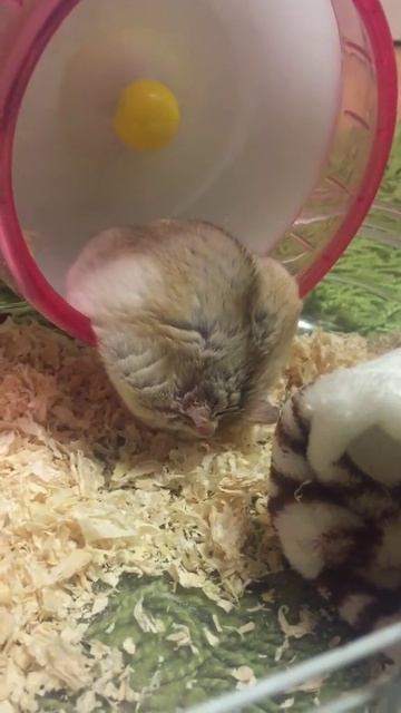 Хомяки - это жидкость