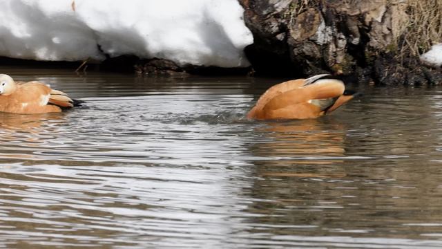Дневник натуралиста. Царицыно. 23 марта 2026 г.