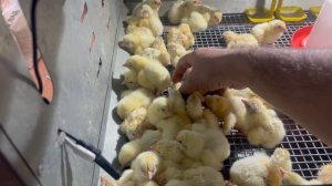 Процесс Инкубации И Вывод Бройлер Росс 308 Венгрия