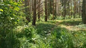 Мое село Елизарьево и прогулка по лесу.